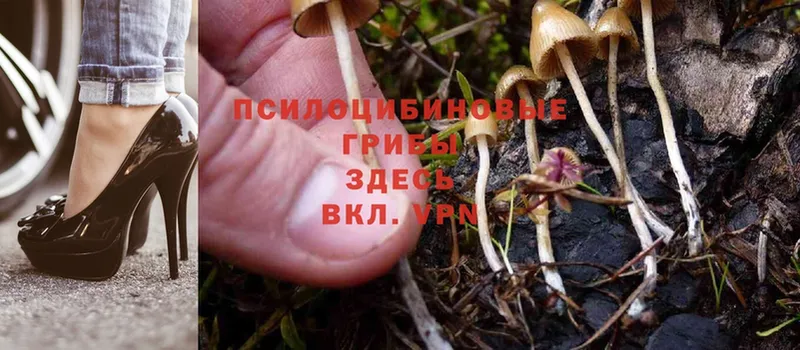 Галлюциногенные грибы Psilocybe  хочу   Сыктывкар 